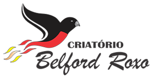 Filhotes disponiveis. | Criatório Belford Roxo - Curió Praia Clássico - RJ